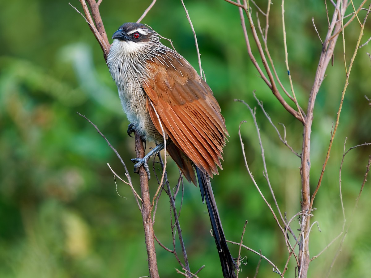 White-browed Coucal - ML639090802
