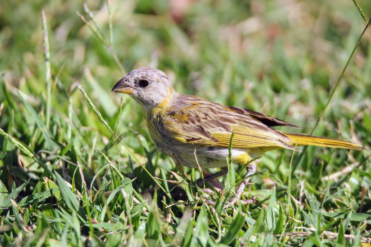 Saffron Finch - ML639090817