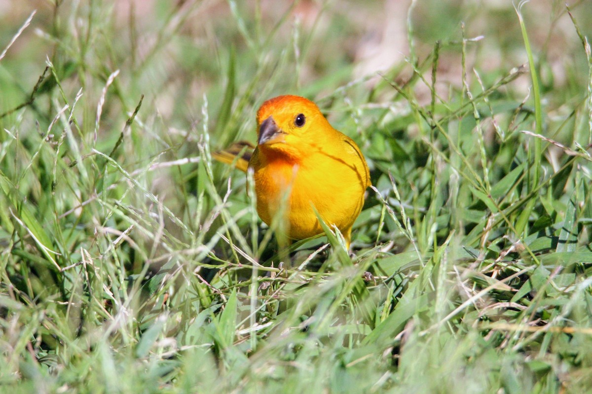 Saffron Finch - ML639090818