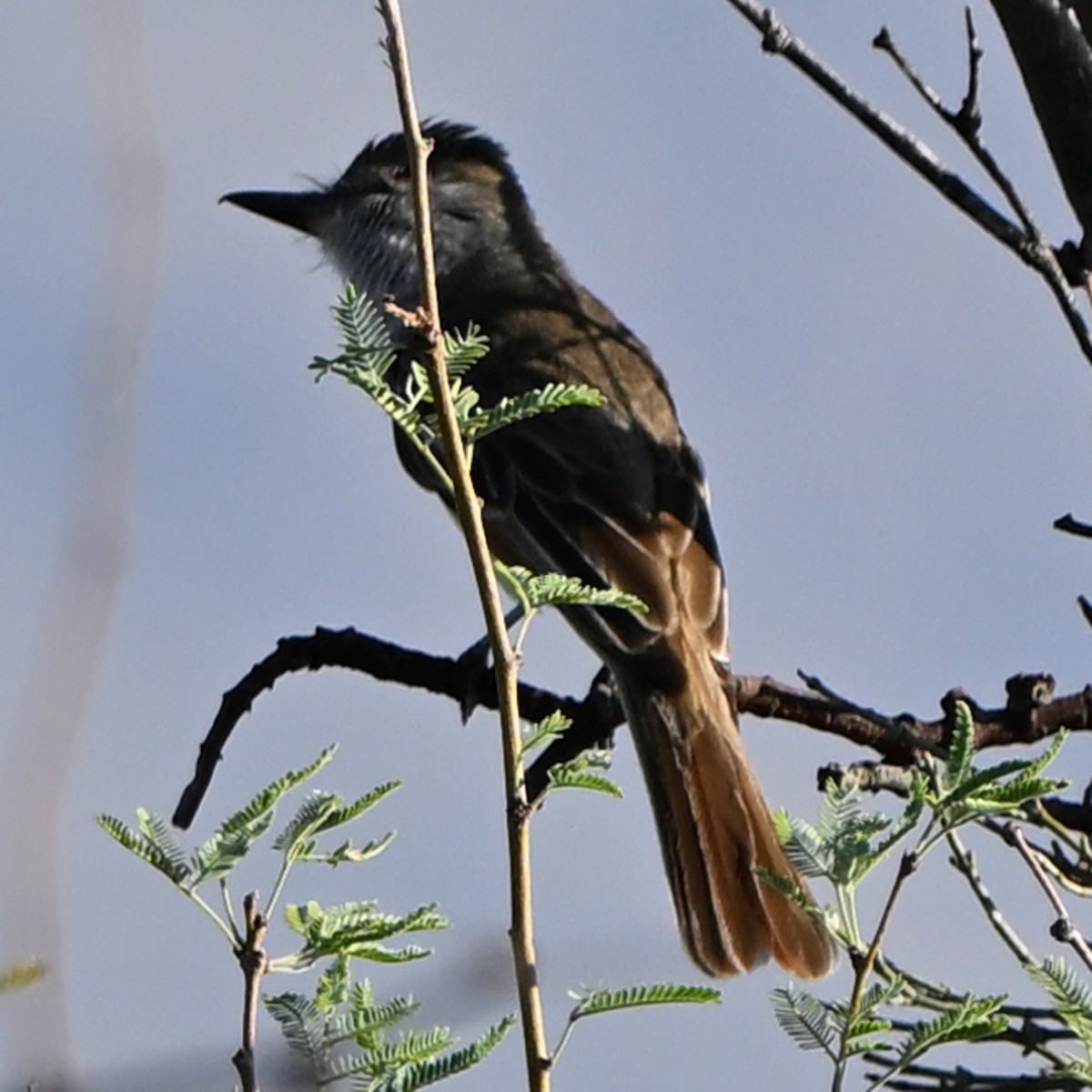 Ash-throated Flycatcher - ML639090876