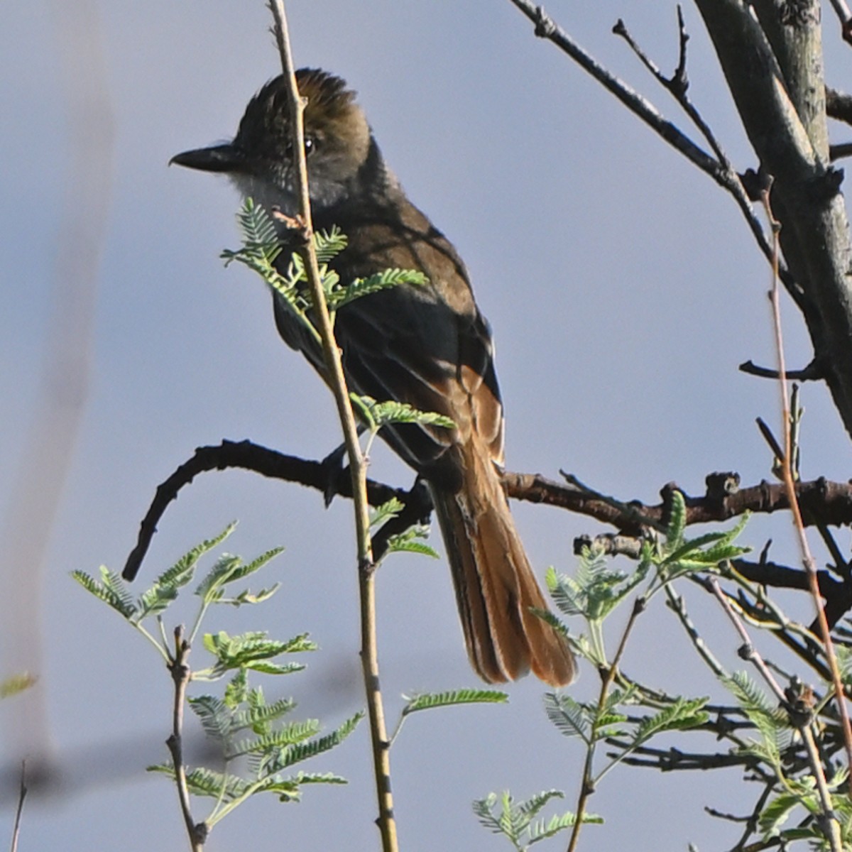 Ash-throated Flycatcher - ML639090877