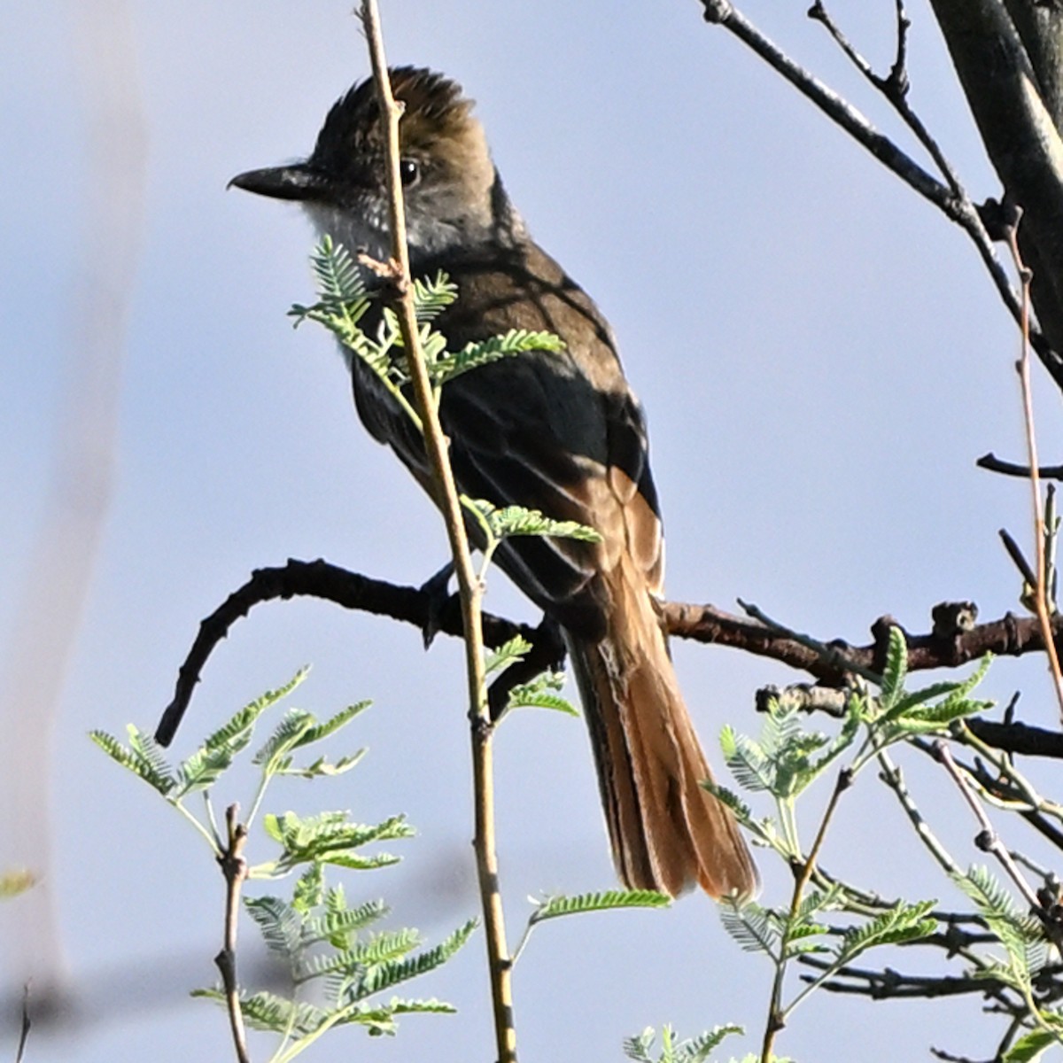 Ash-throated Flycatcher - ML639090878