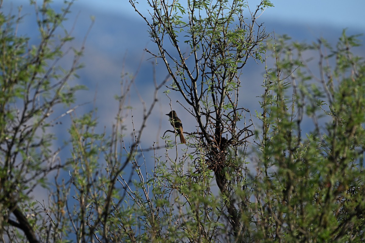 Ash-throated Flycatcher - ML639090879