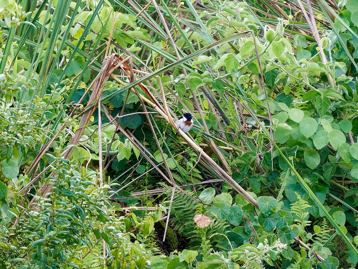 African Stonechat - ML639090907