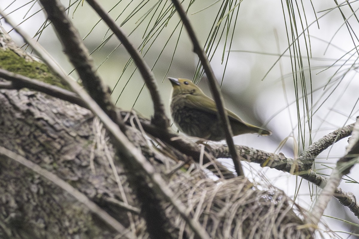 Green-backed Twinspot - ML639090960