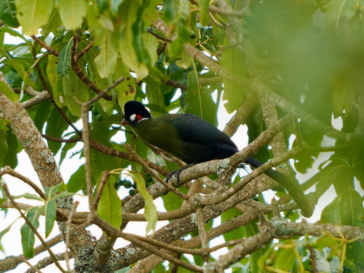 Hartlaub's Turaco - ML639090966
