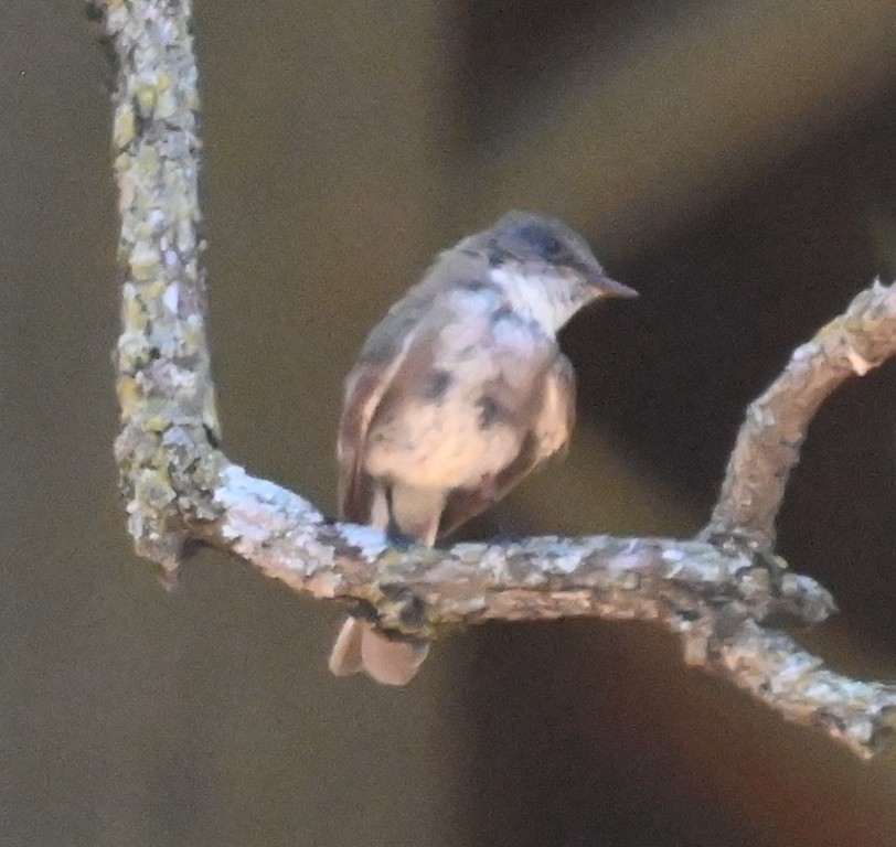 Mosquero Fibí - ML639090978