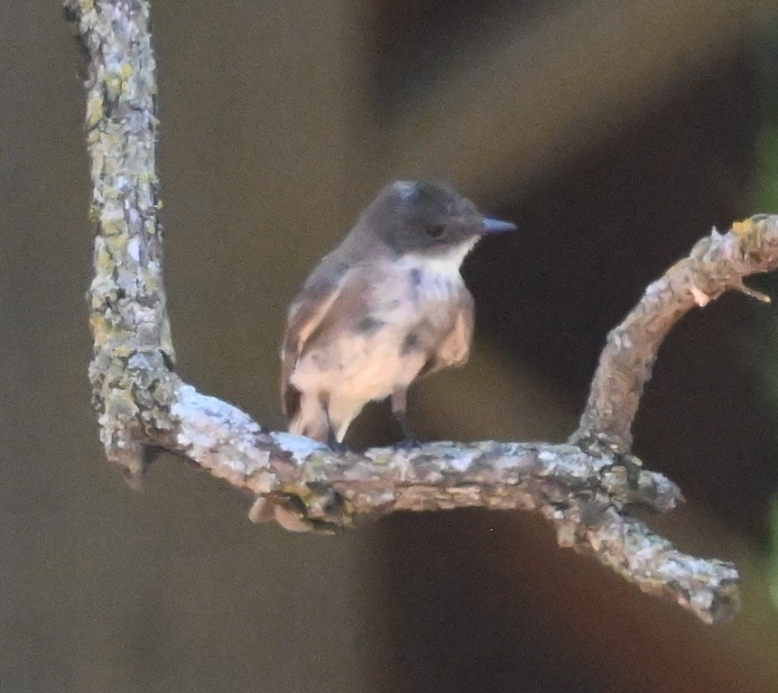 Mosquero Fibí - ML639090982