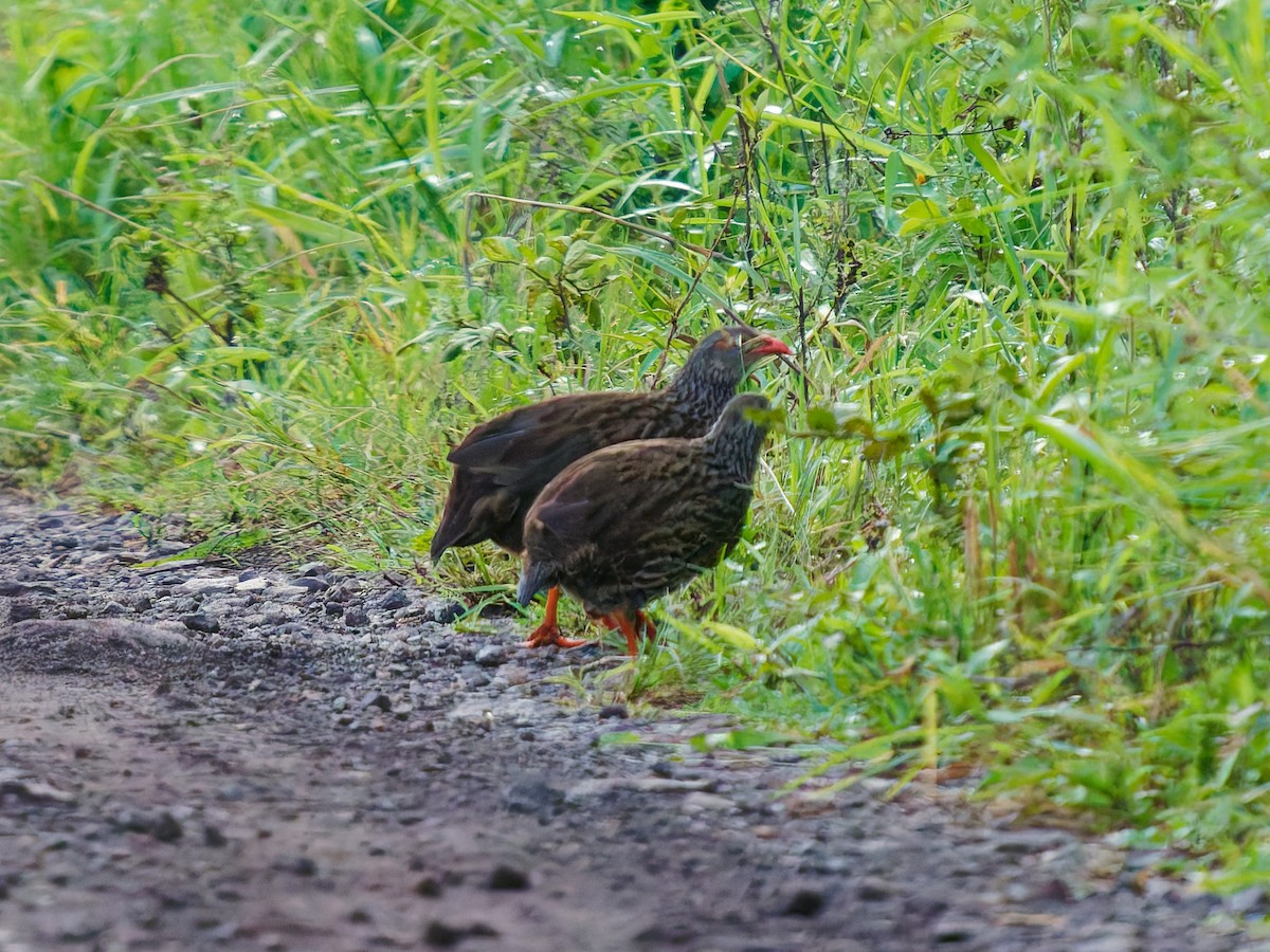 Scaly Spurfowl - ML639091074