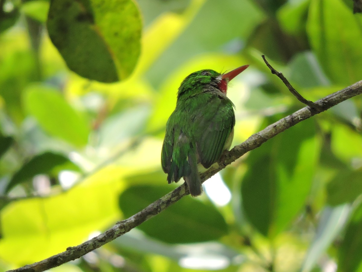 Broad-billed Tody - ML639091113