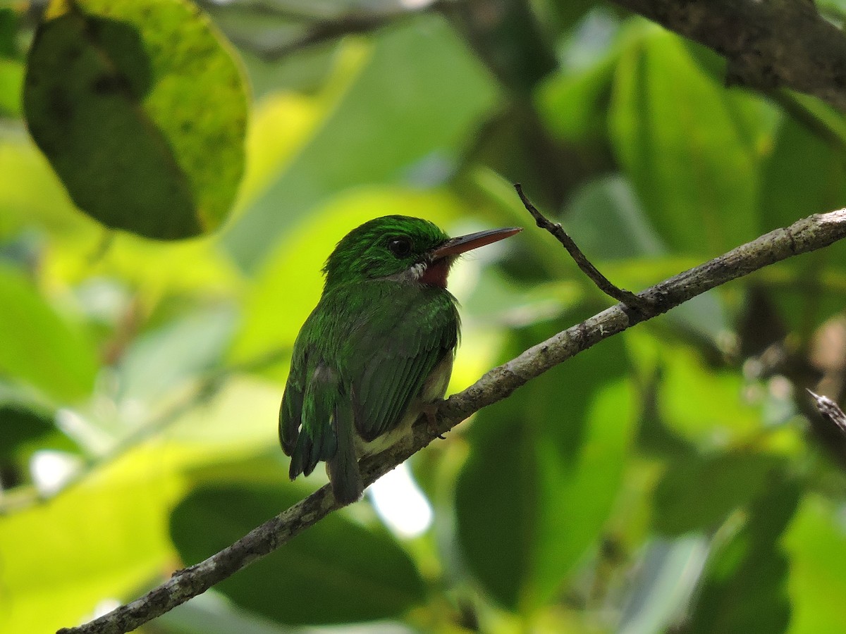 Broad-billed Tody - ML639091114