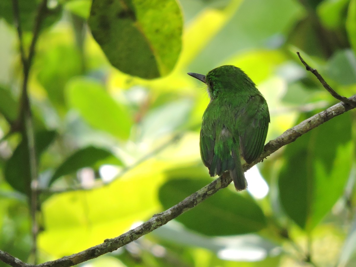 Broad-billed Tody - ML639091115