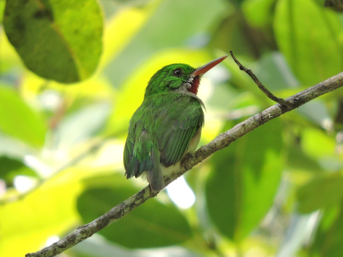 Broad-billed Tody - ML639091116
