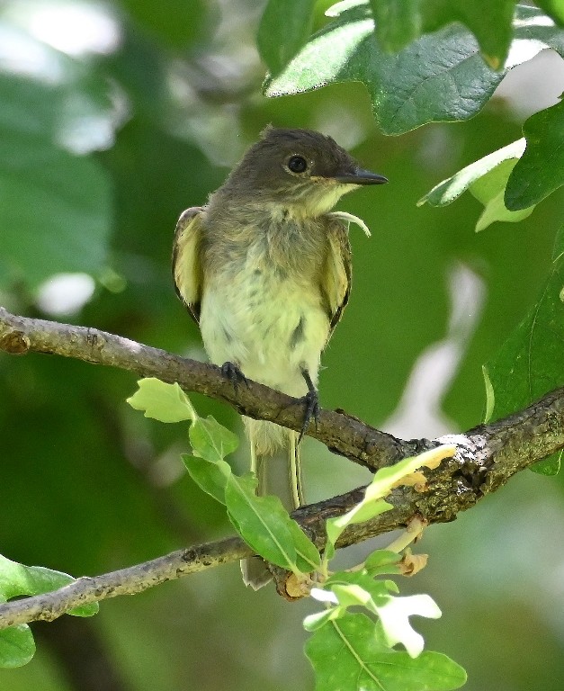 Mosquero Fibí - ML639091119