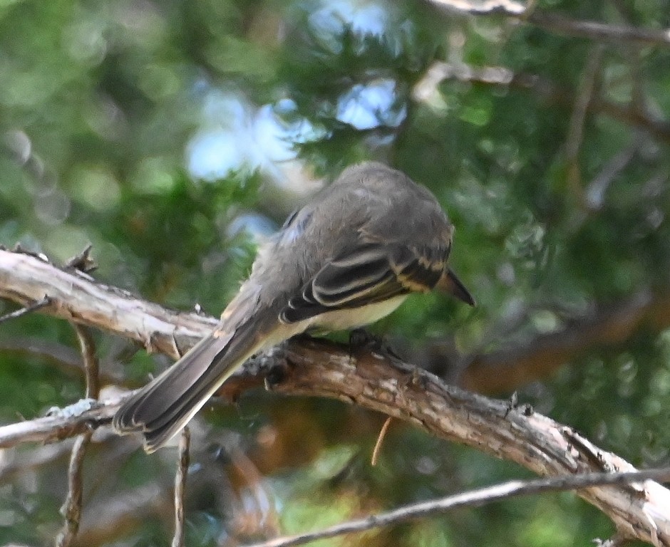 Mosquero Fibí - ML639091120