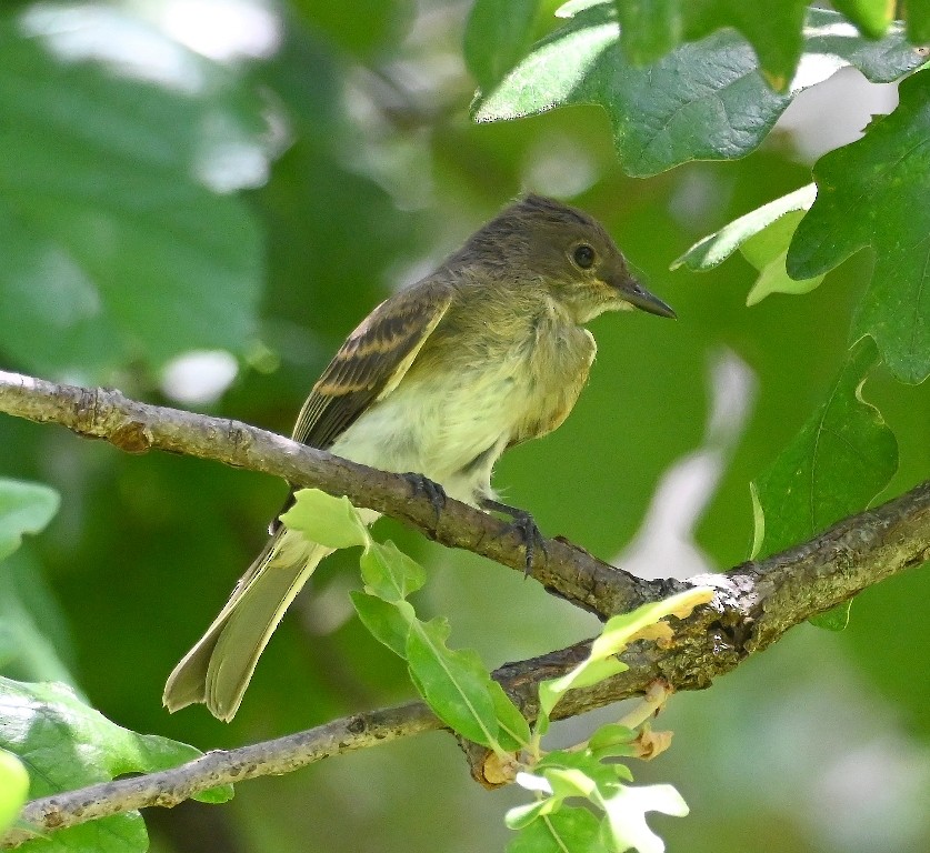 Mosquero Fibí - ML639091122