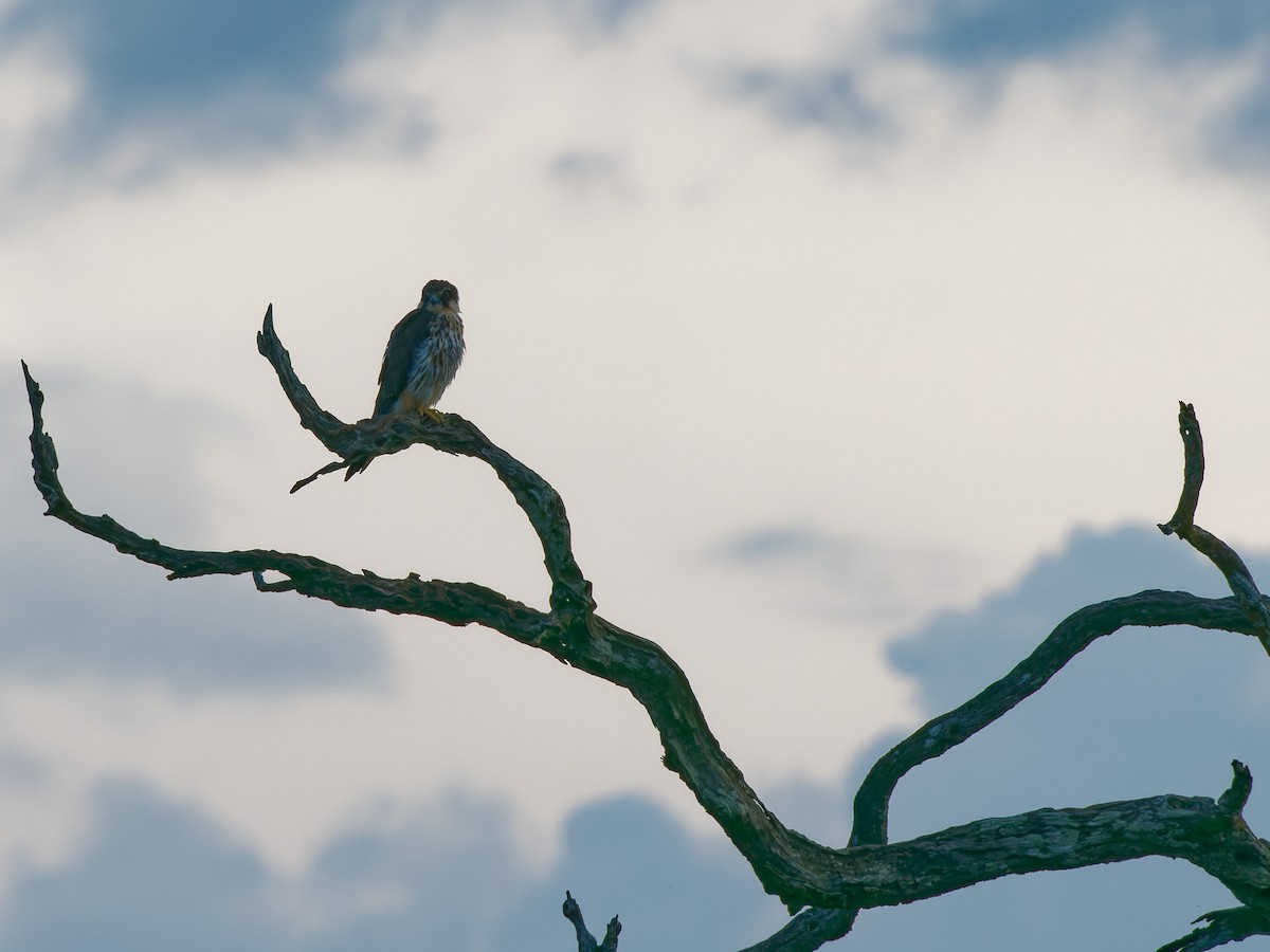 Eurasian Hobby - ML639091149