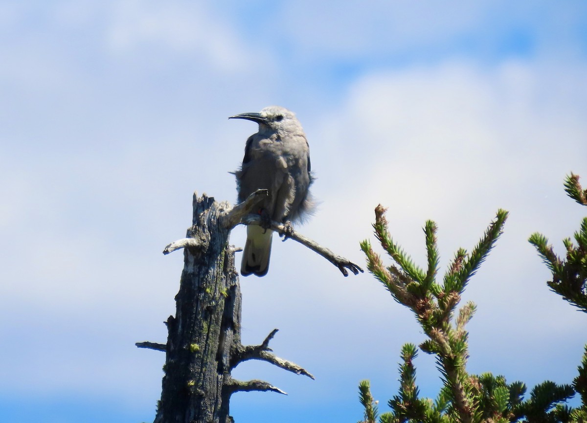 Clark's Nutcracker - ML639091157