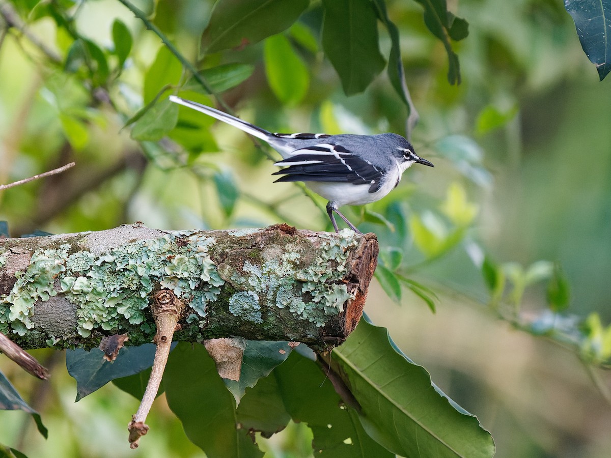 Mountain Wagtail - ML639091162