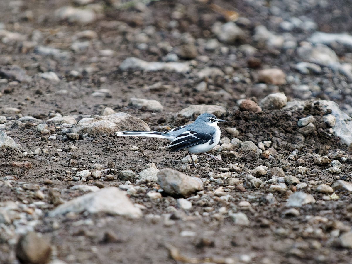 Mountain Wagtail - ML639091185