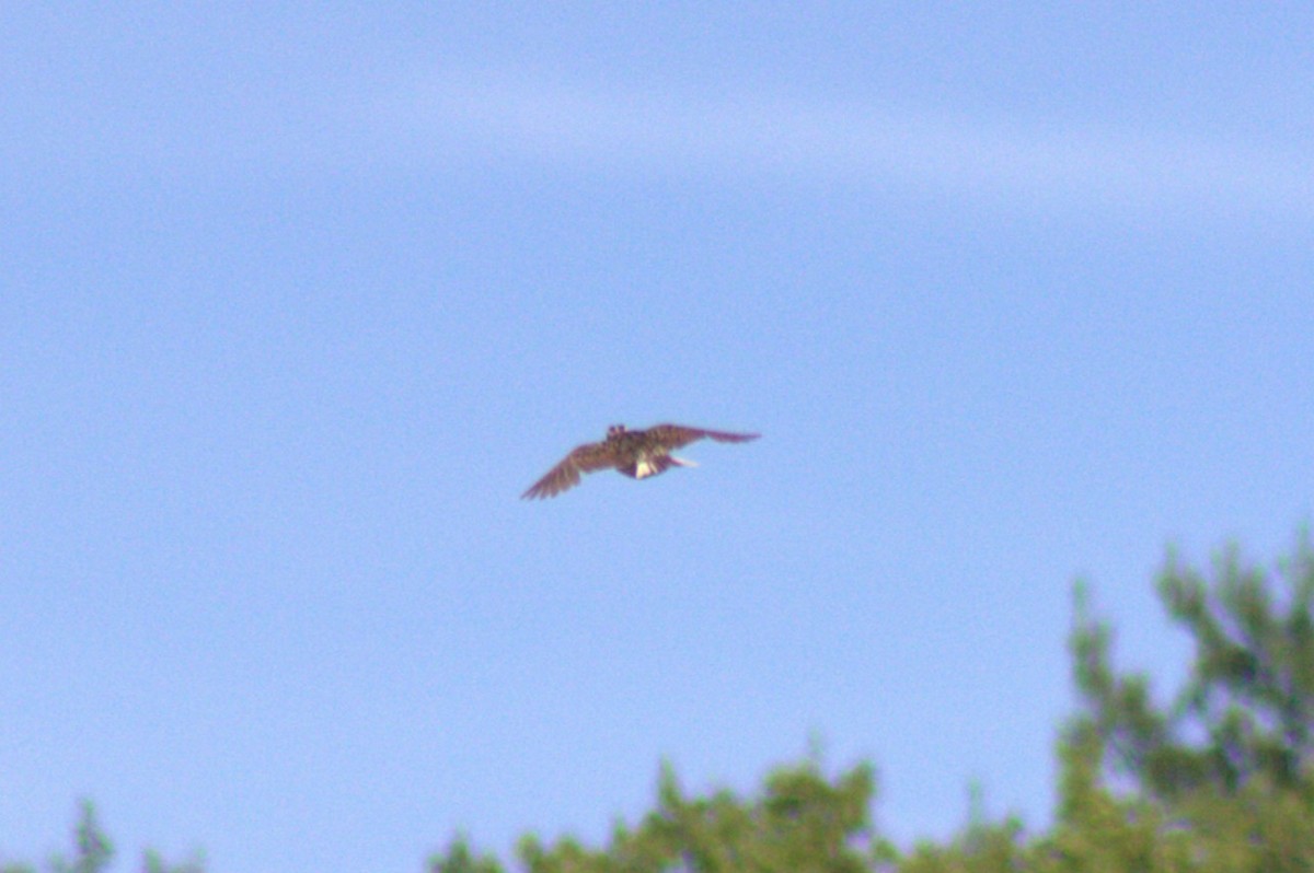 Eastern Meadowlark - ML639091207