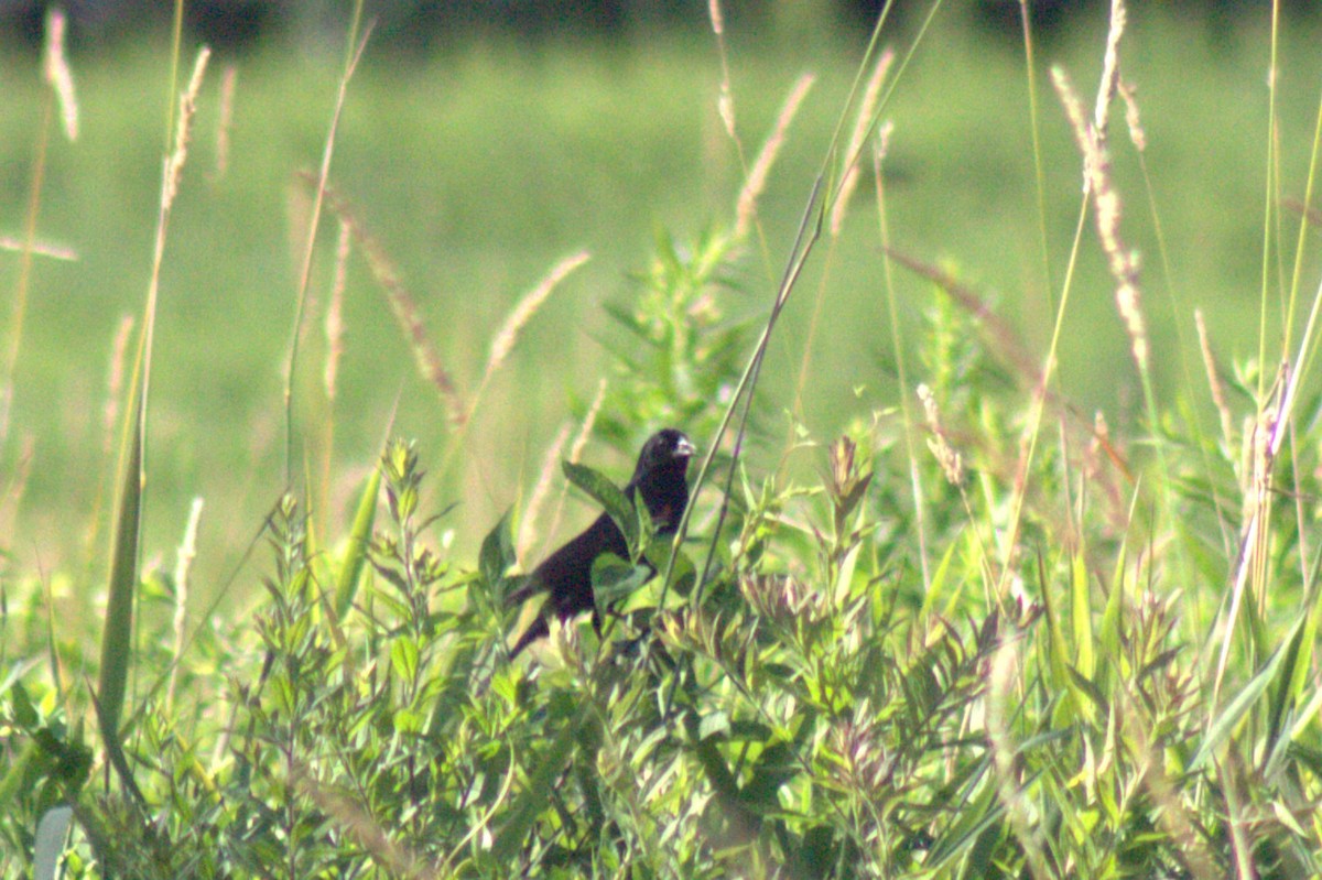Red-winged Blackbird - ML639091210