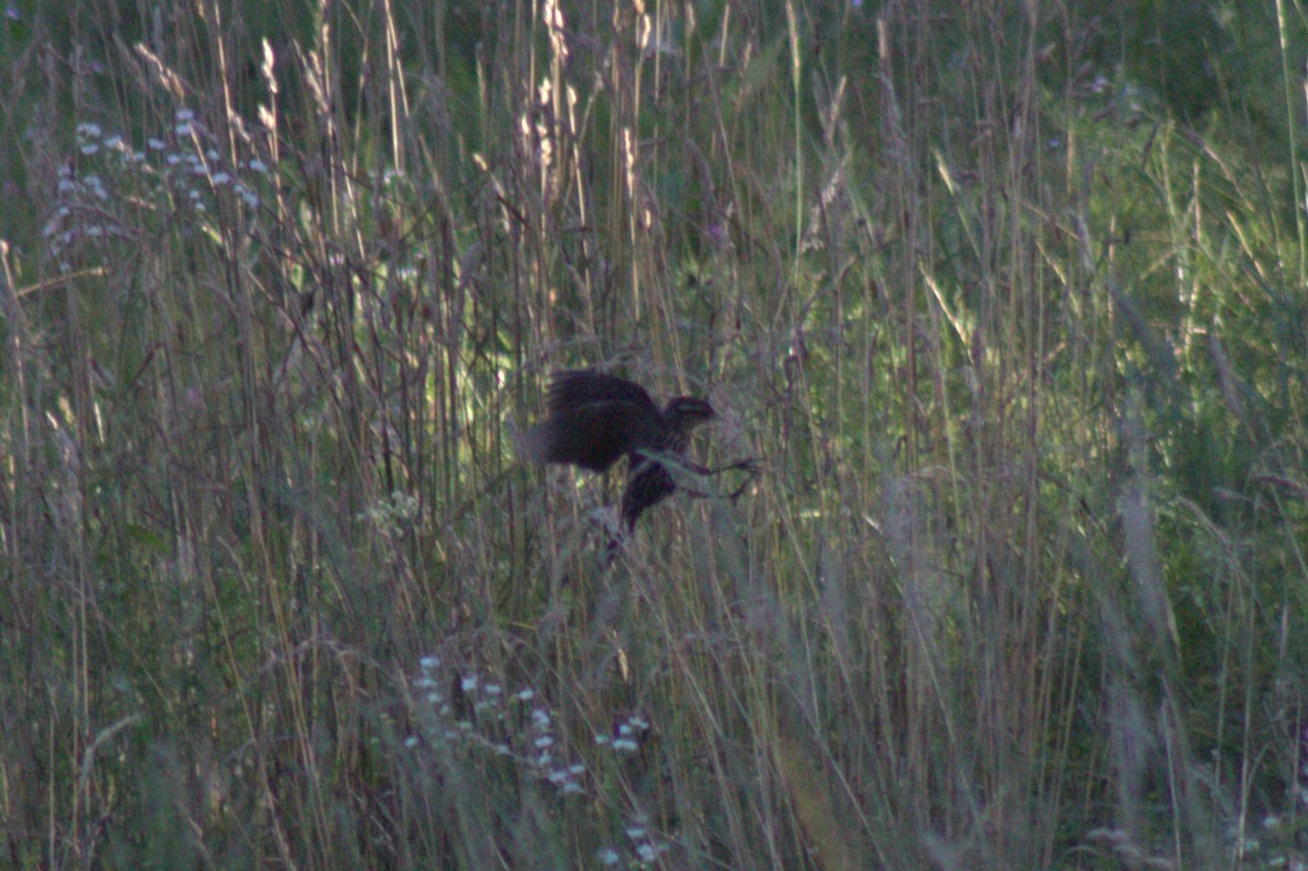 Red-winged Blackbird - ML639091211