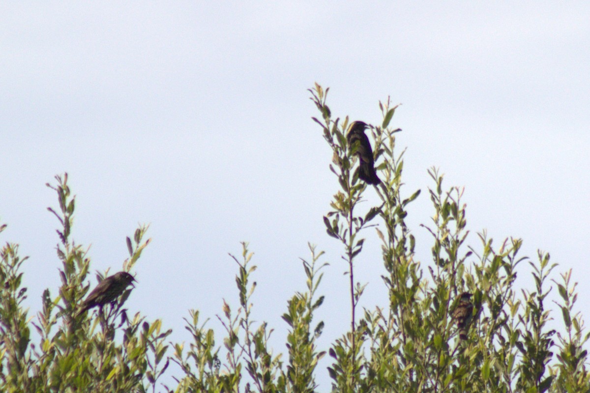 Red-winged Blackbird - ML639091212