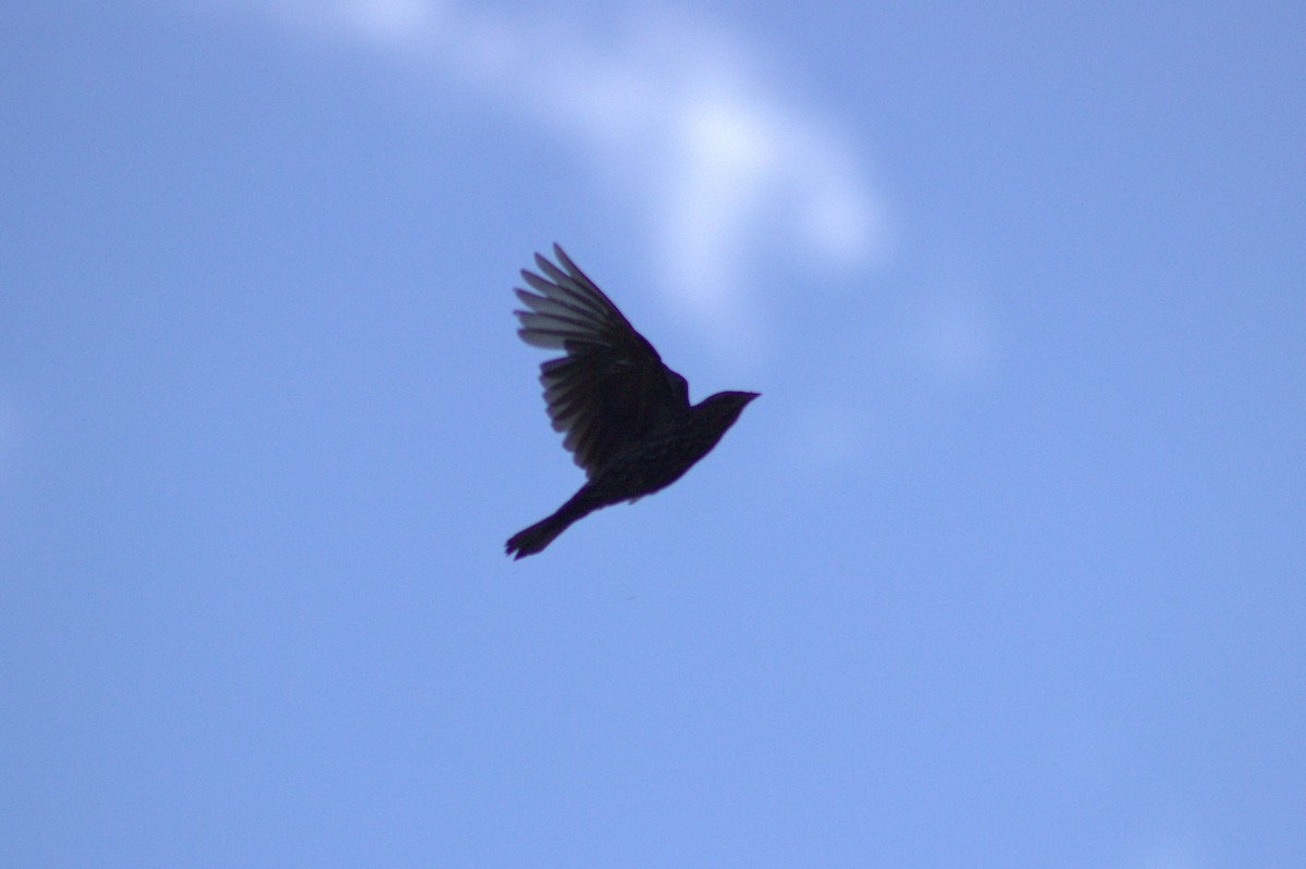 Red-winged Blackbird - ML639091215