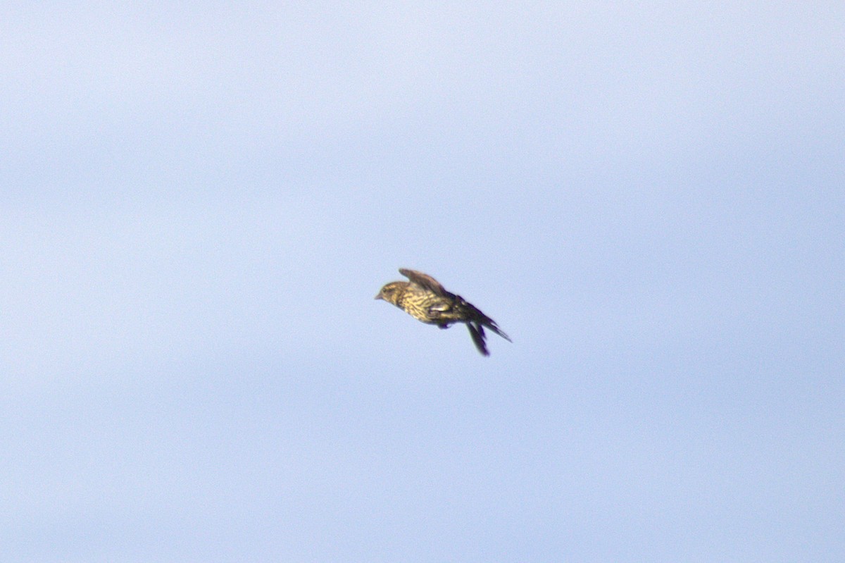 Red-winged Blackbird - ML639091216