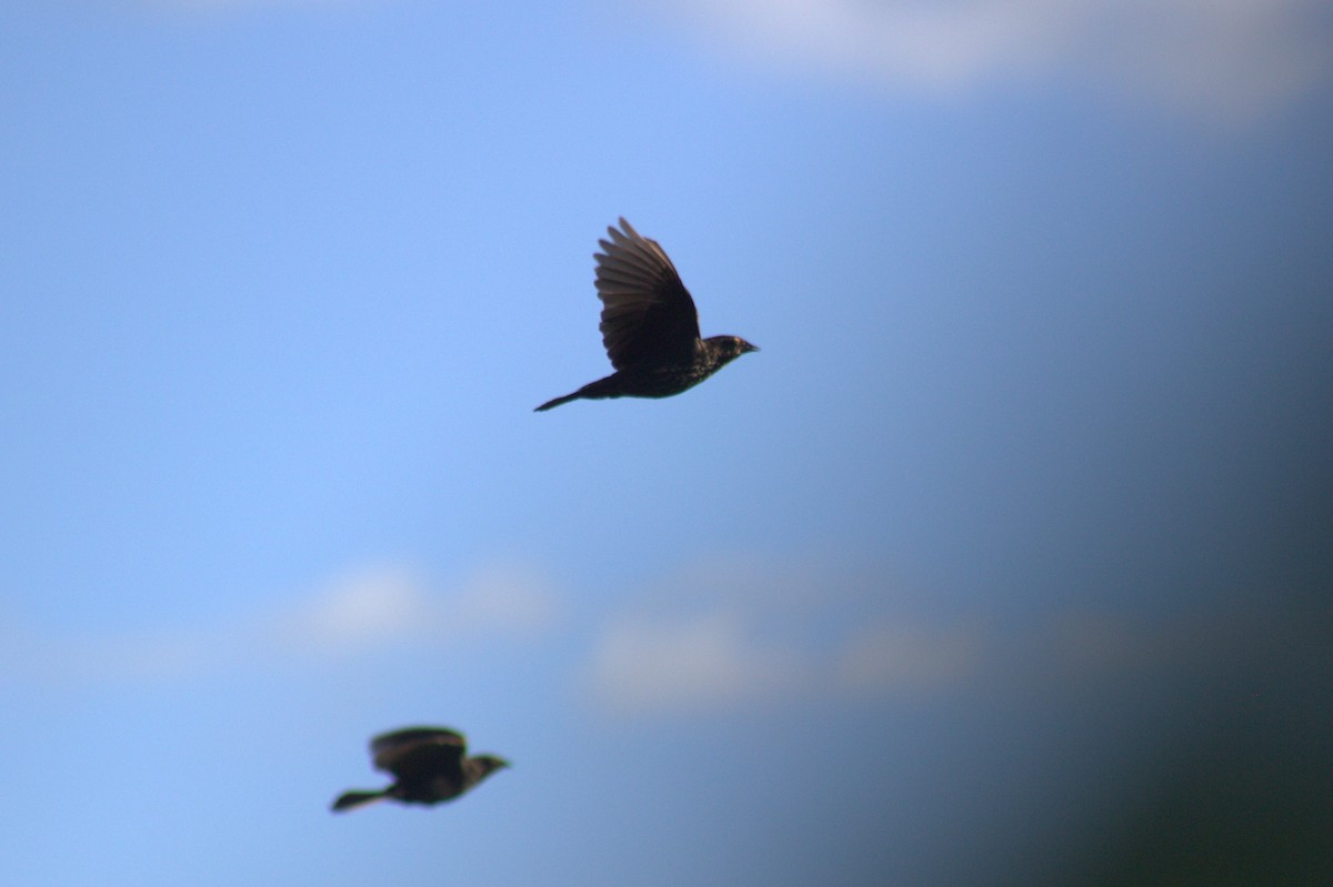 Red-winged Blackbird - ML639091218