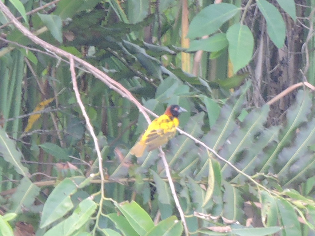 Village Weaver - ML639091278