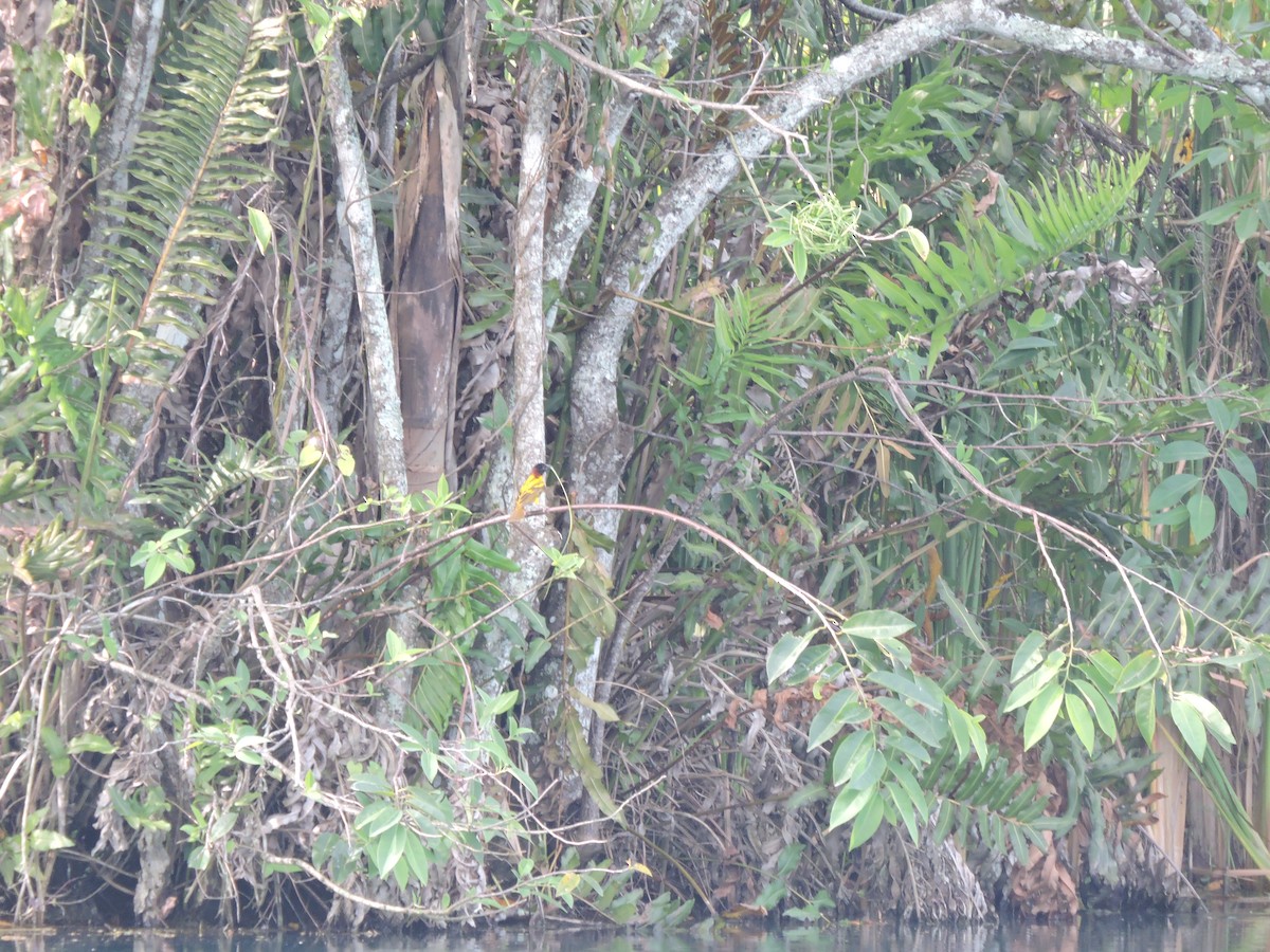 Village Weaver - ML639091279