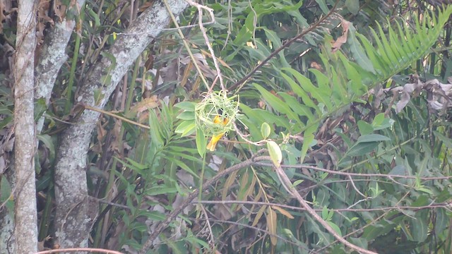 Village Weaver - ML639091284