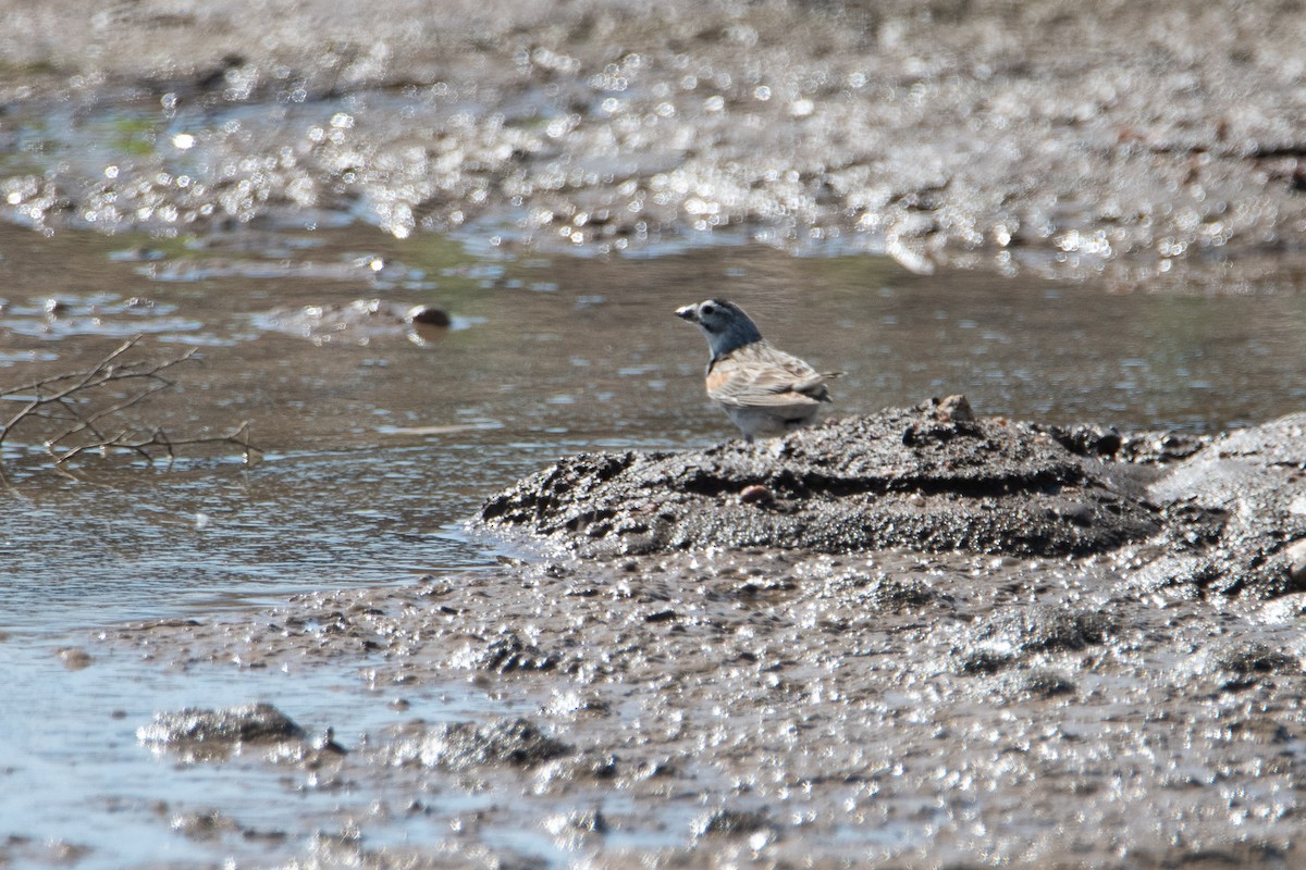 Thick-billed Longspur - ML639091285