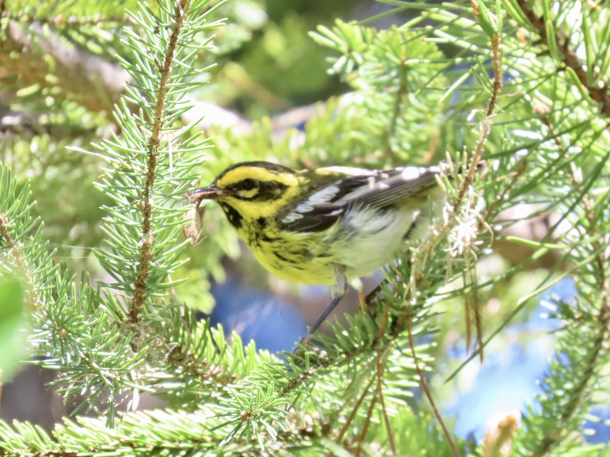 Townsend's Warbler - ML639091299