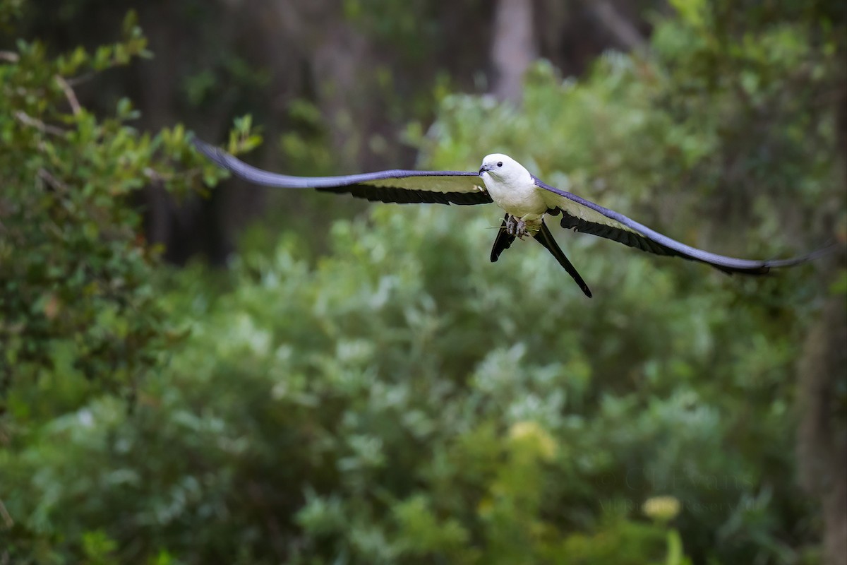 Swallow-tailed Kite - ML639091343