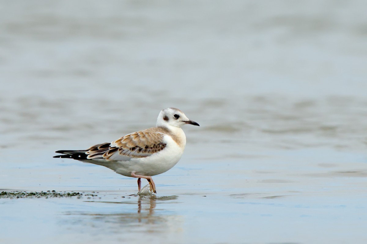Mouette de Bonaparte - ML639091362