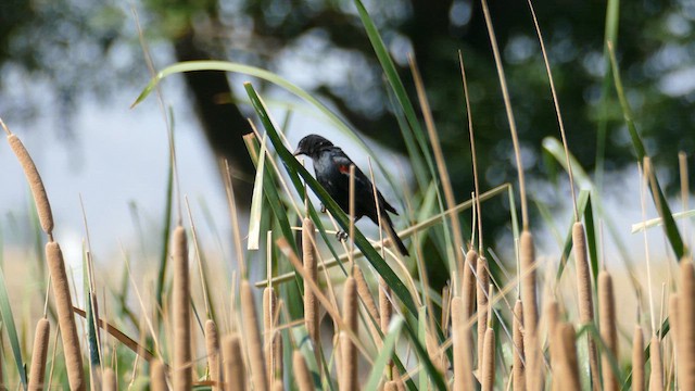 Tricolored Blackbird - ML639091363