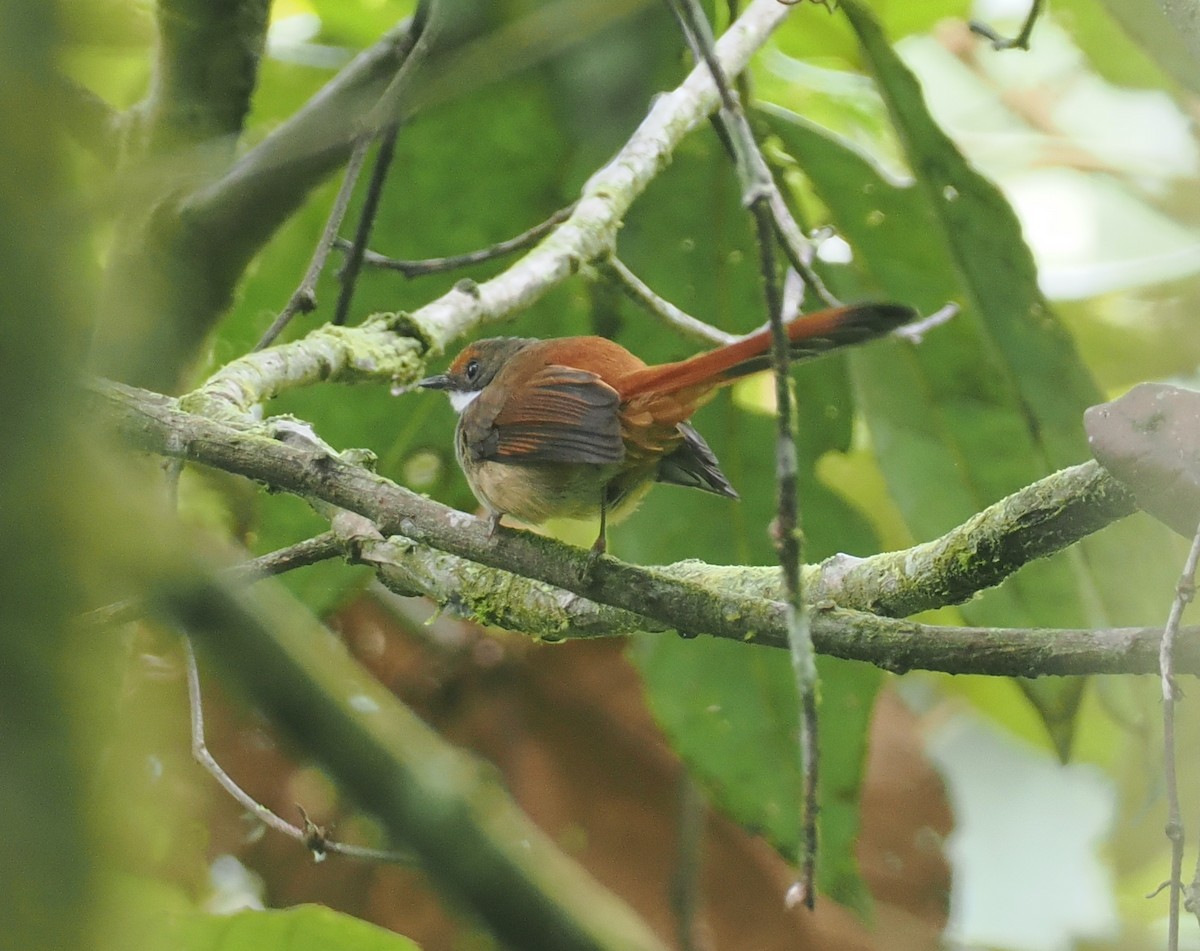 Sulawesi Fantail - ML639091364