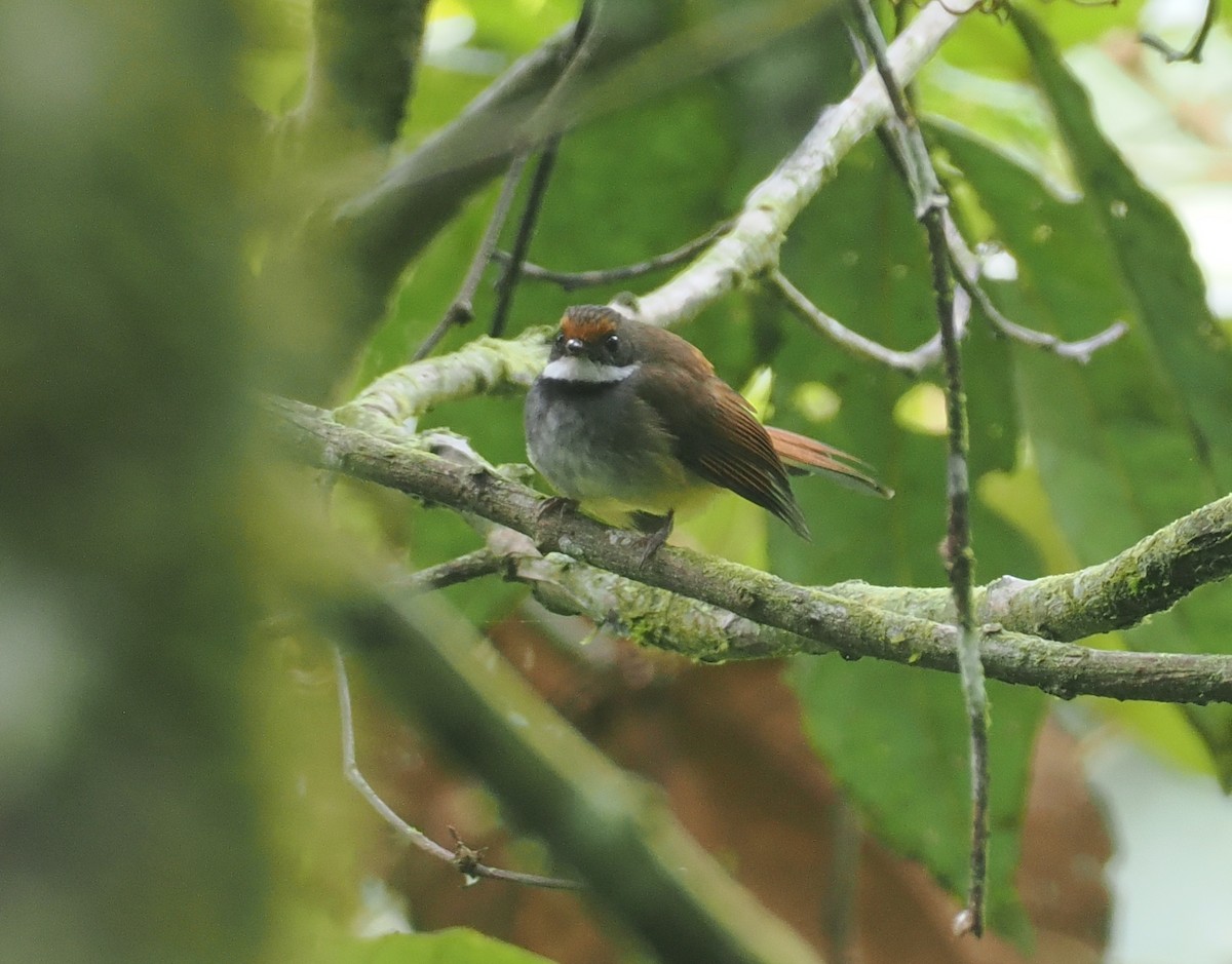Sulawesi Fantail - ML639091367