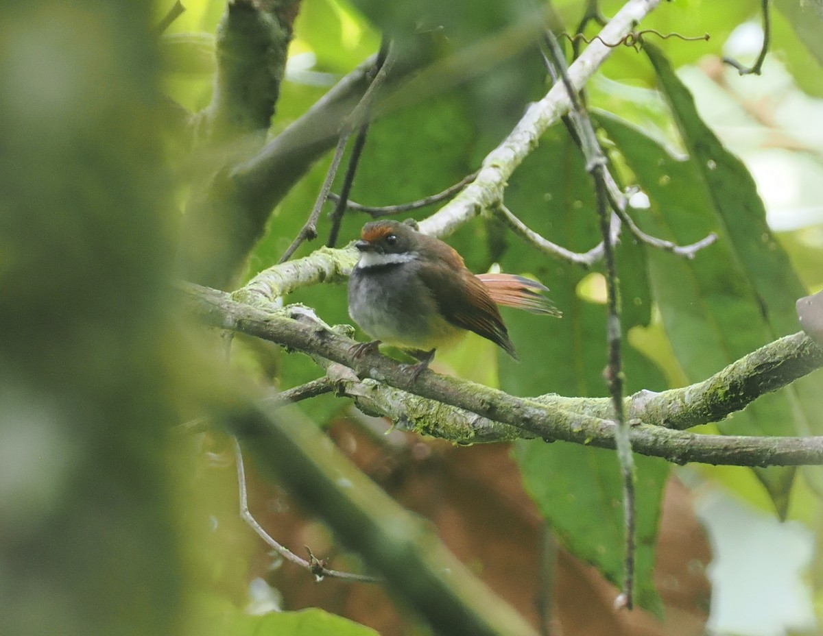 Sulawesi Fantail - ML639091383