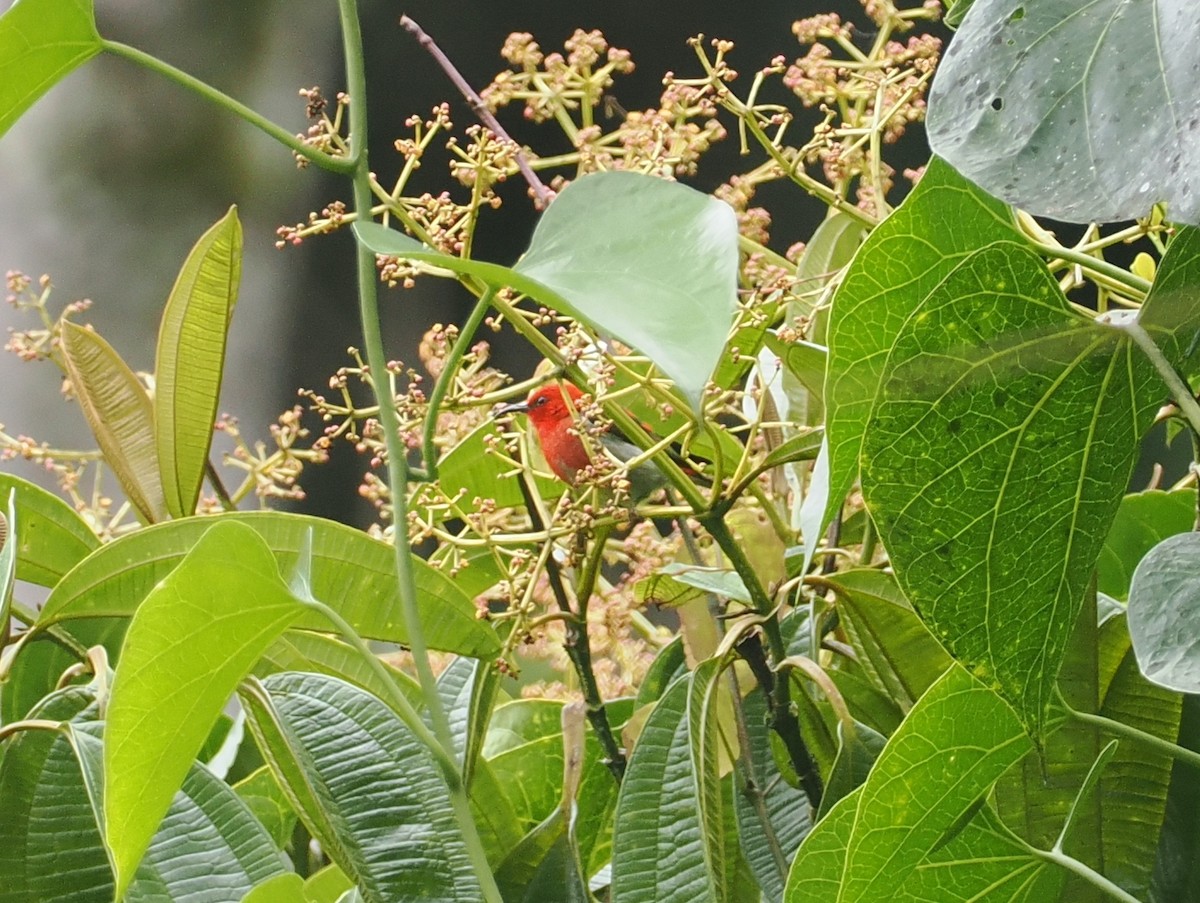 Sulawesi Myzomela - ML639091393