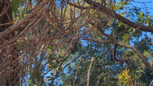 Pied Butcherbird - ML639091454