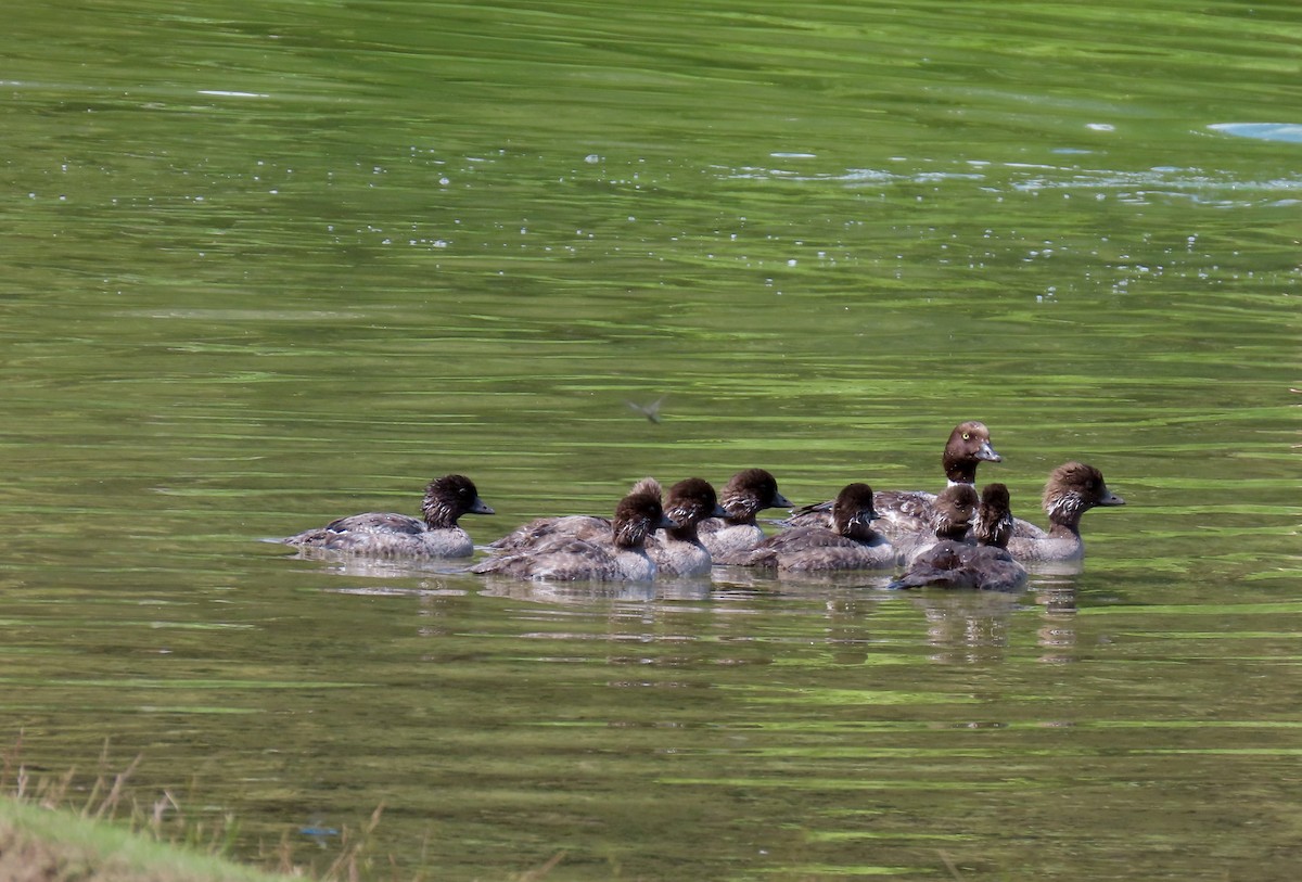 Barrow's Goldeneye - ML639091455