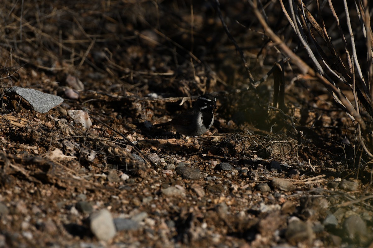 Black-throated Sparrow - ML639091458