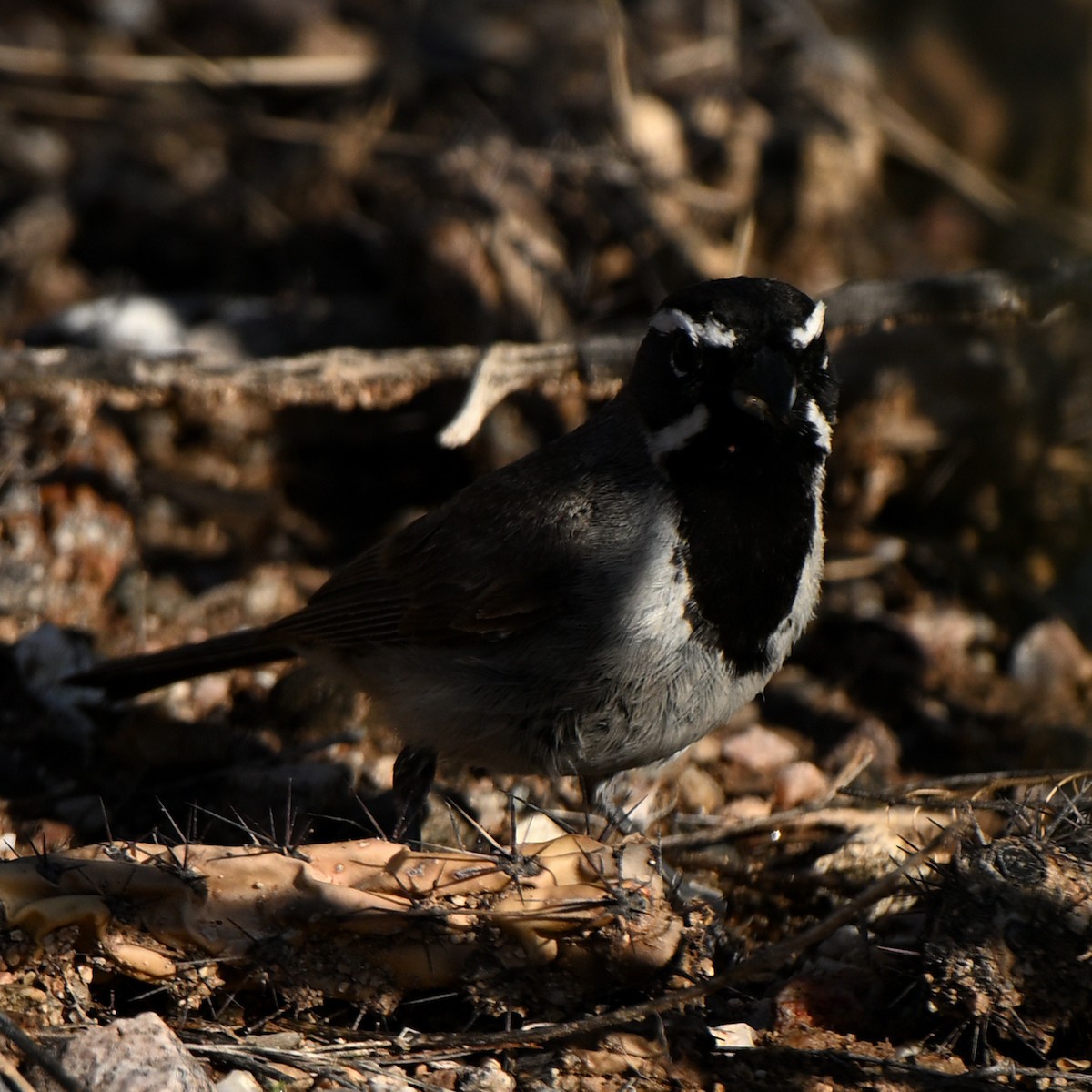 Black-throated Sparrow - ML639091460