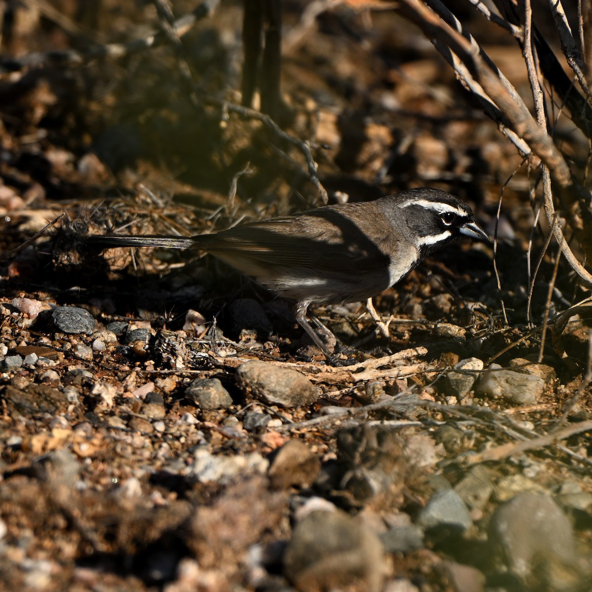 Black-throated Sparrow - ML639091461