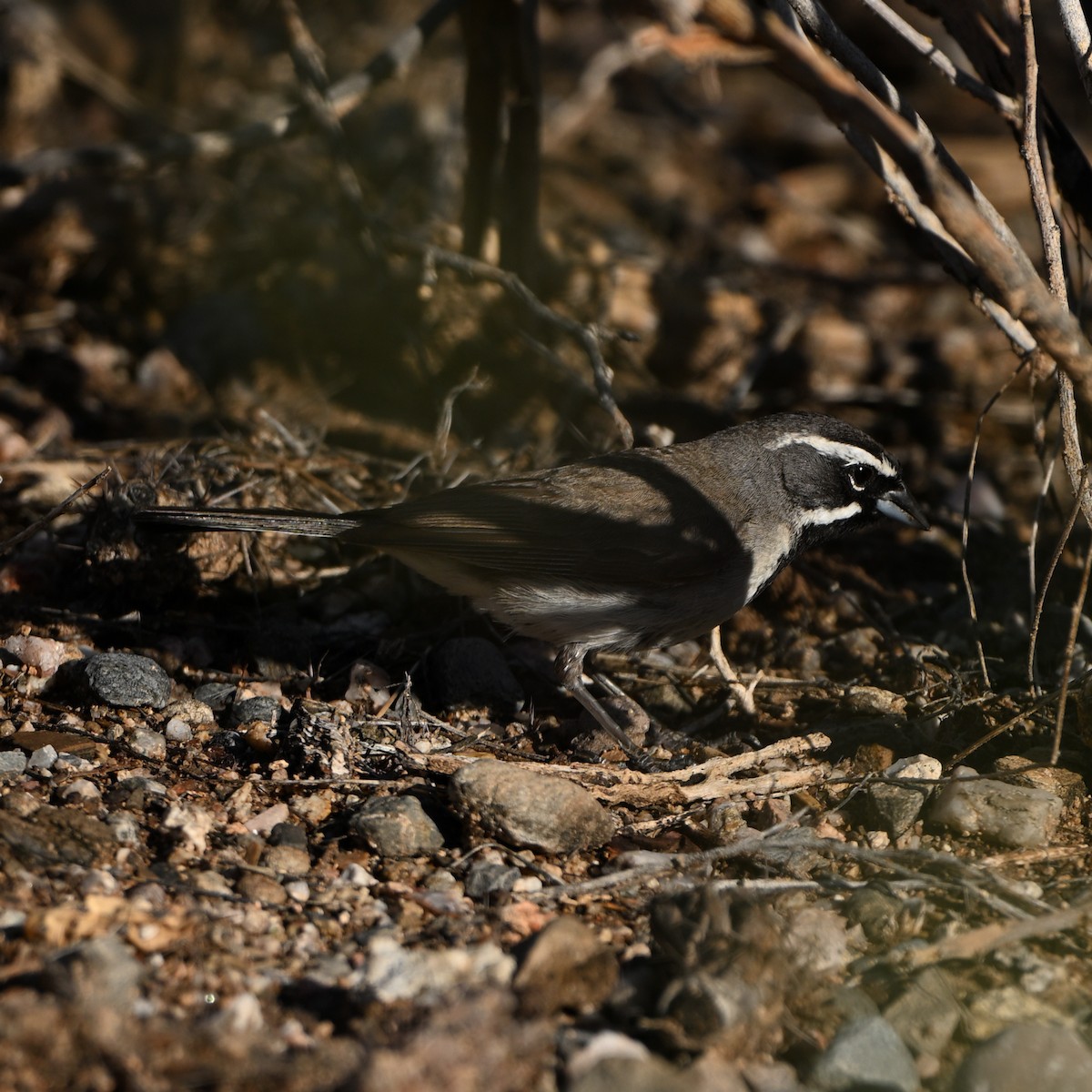 Black-throated Sparrow - ML639091462