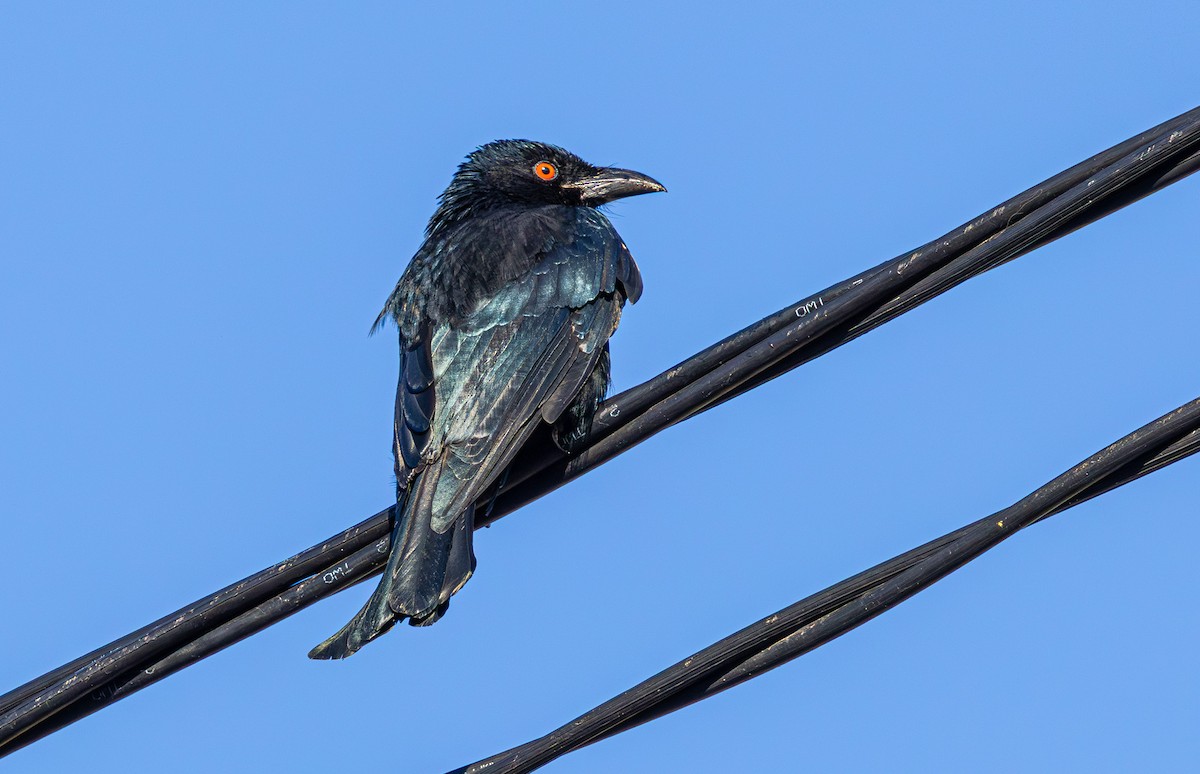 Spangled Drongo - ML639091529
